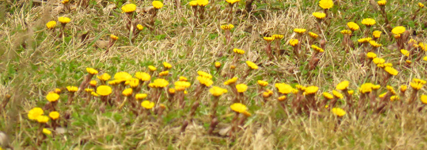 NEJ. Tussilago är en härlig blomma men kommer inte ge dig en dejt.