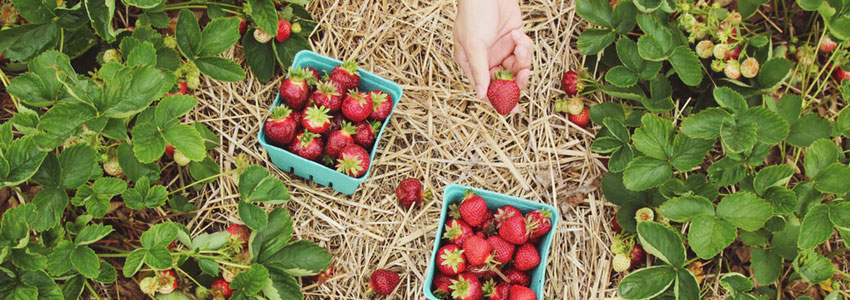 1. Plocka jordgubbar. Åk ut till ett ställe som erbjuder självplock av jordgubbar. Njuta av solen, landet och din dejt. Åk sedan hem tillsammans och gör jordgubbssaft eller en smarrig dessert av jordgubbarna. Det kommer bli supermysigt!